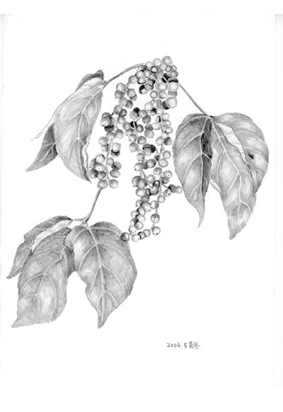 Date: 2004
Title: Bischofia javanica
<i>（Included in The Lost Fruits and Vegetables）</i>