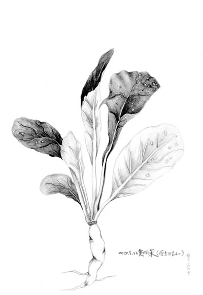 Date: 2005
Title: Leafy Radish
<i>（Included in The Lost Fruits and Vegetables）</i>