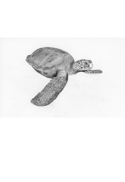 Date:2017
Title: sea turtle