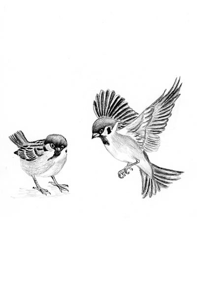 Date: 1996
Title: sparrow