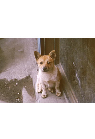 Date: 2006
Name: Halfie
（Included in <i>Hill of Stray Dogs</i>）