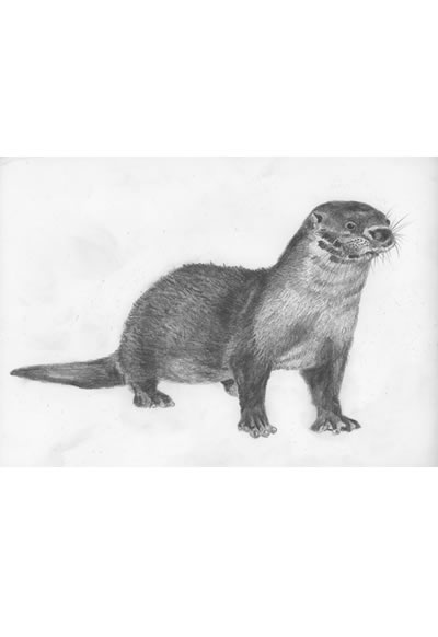 Date: 2015
Title: otter