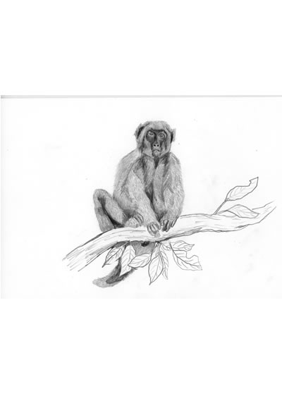 Date: 1999
Title: macaque