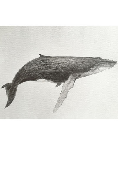 Date:2017
Title: humpback whale
<i>（Included in Hollyann Momo the Humpback Whale）</i>