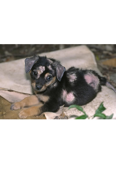 Date: 2006.2.10
Name: Dottie
（Included in <i>Hill of Stray Dogs</i>）
