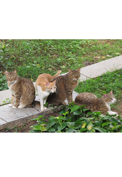 Date: 2012.5.12
Name: Gang of Five
（Included in <i>Stray Cats</i>）
