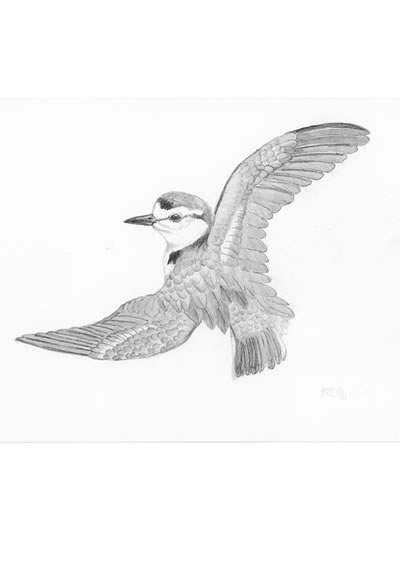 Date: 1991
Title: Charadrius alexandrinus
<i>（Included in Ringed Plover Pinocchia）</i>