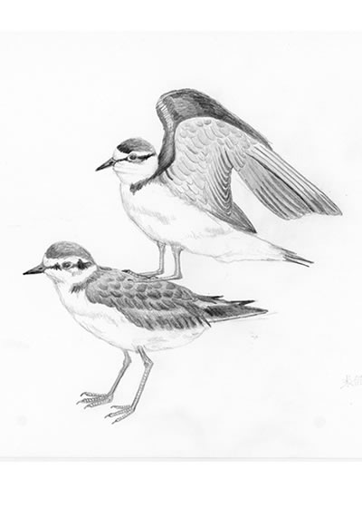 Date: 1991
Title: Charadrius alexandrinus
<i>（Included in Ringed Plover Pinocchia）</i>