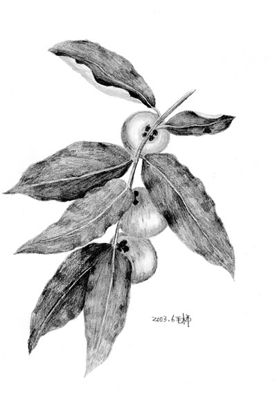 Date: 2003
Title: Taiwan ebony
<i>（Included in The Lost Fruits and Vegetables）</i>